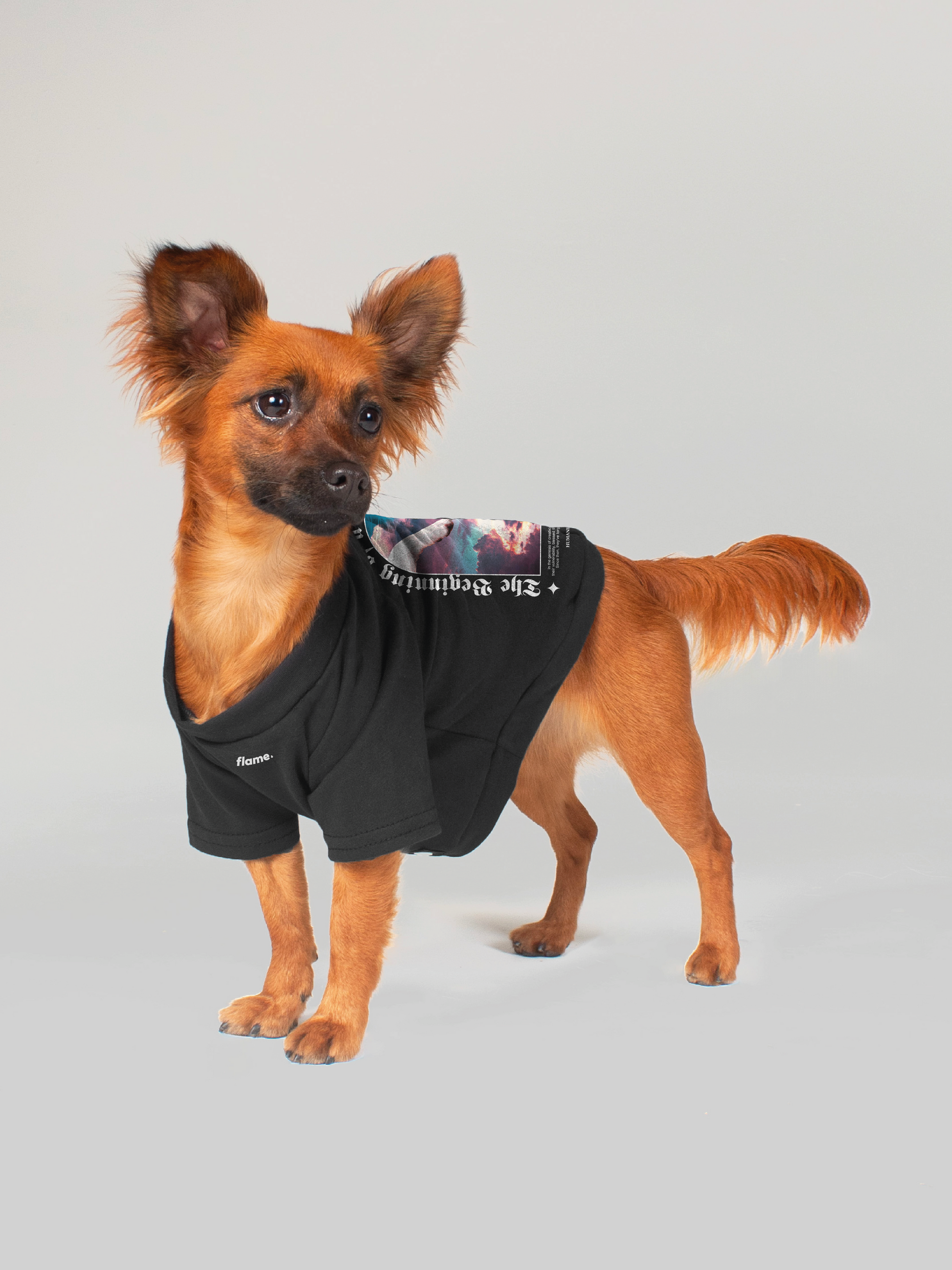 ropa para perro