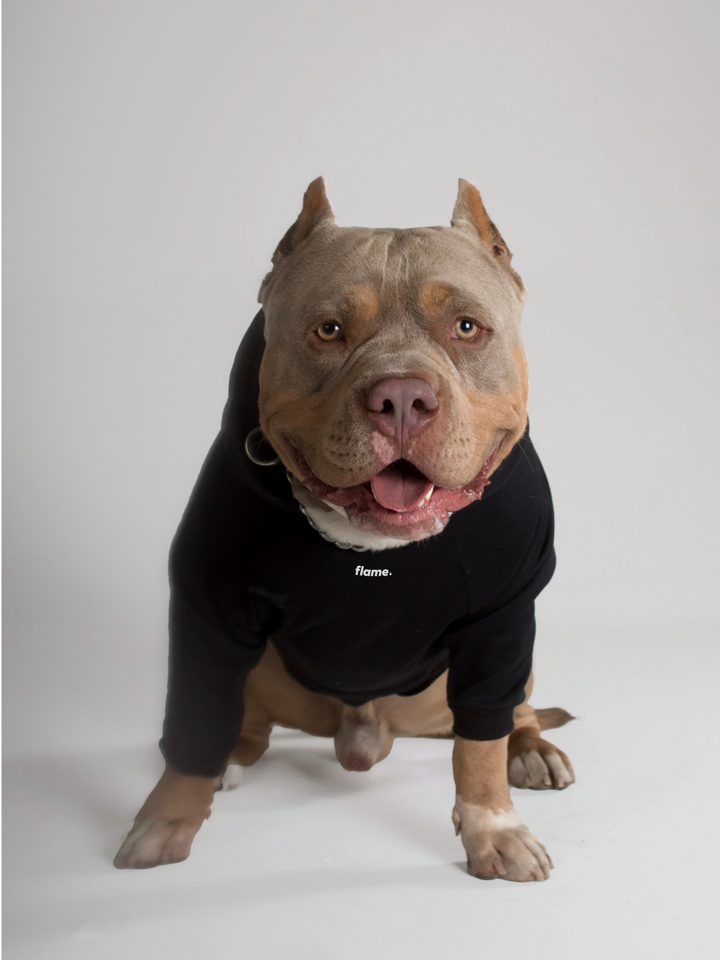 Black Dog Hoodie - The Creation of Adam